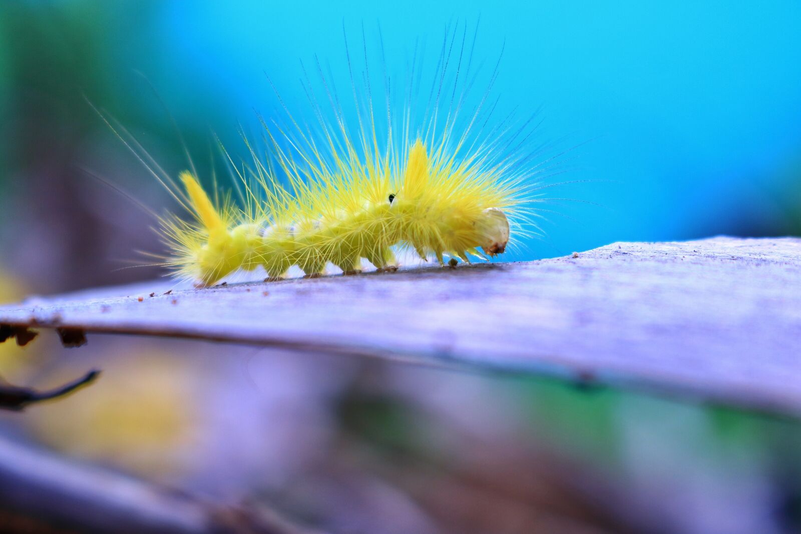 Canon EOS 750D (EOS Rebel T6i / EOS Kiss X8i) sample photo. Bug, insects, yellow photography