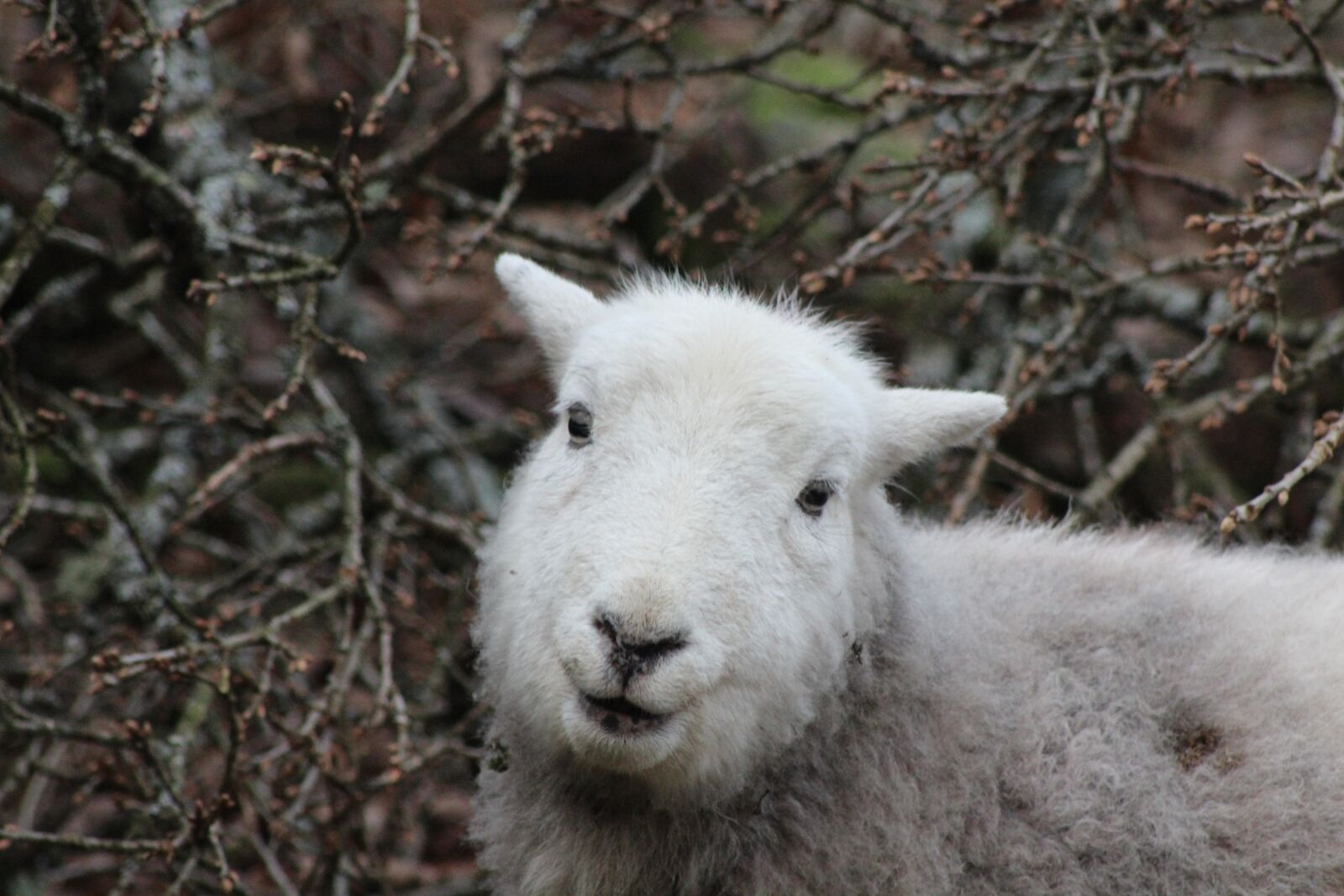 Canon EOS 600D (Rebel EOS T3i / EOS Kiss X5) + Canon EF 75-300mm f/4-5.6 sample photo. Sheep, herdwick, animal photography