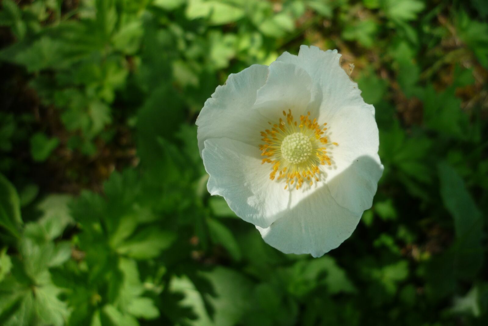 Panasonic Lumix DMC-FS6 sample photo. Wood anemone, flower, white photography