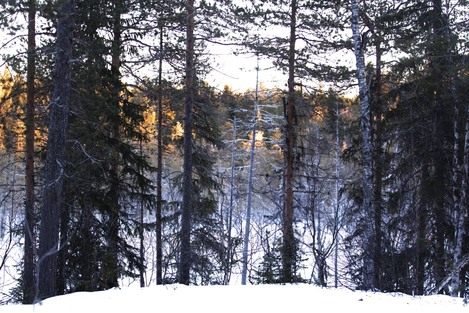 Canon EOS 60D sample photo. Forest, snow, nature photography
