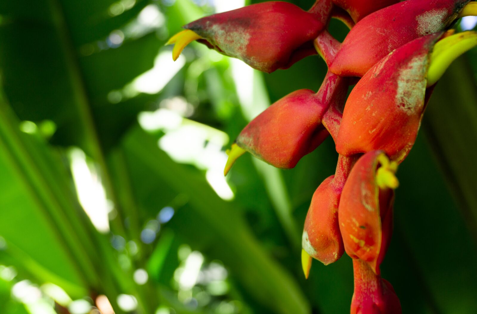 Sony a6000 sample photo. Plant, seed, tree photography