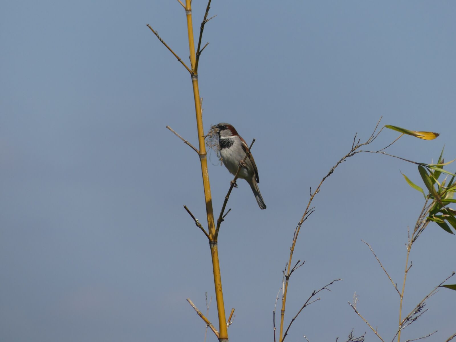 Panasonic Lumix DMC-FZ300 sample photo. Sperling, sparrow, branch photography