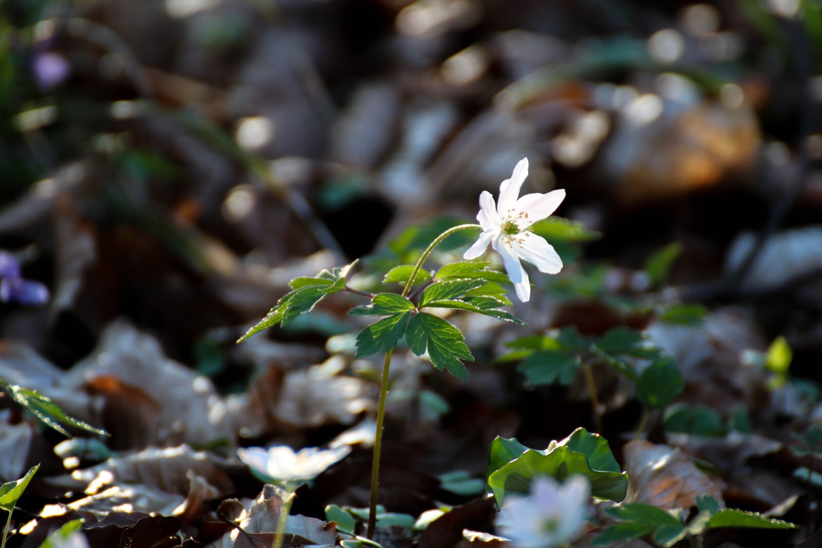 Canon EOS 750D (EOS Rebel T6i / EOS Kiss X8i) sample photo. Wood anemone, flower, forest photography