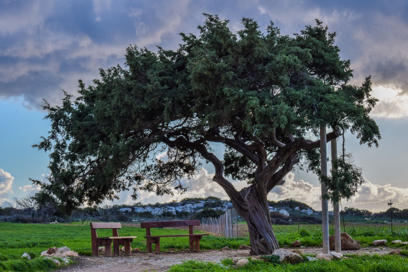 Nikon D3300 sample photo. Cyprus, cavo greko, tree photography