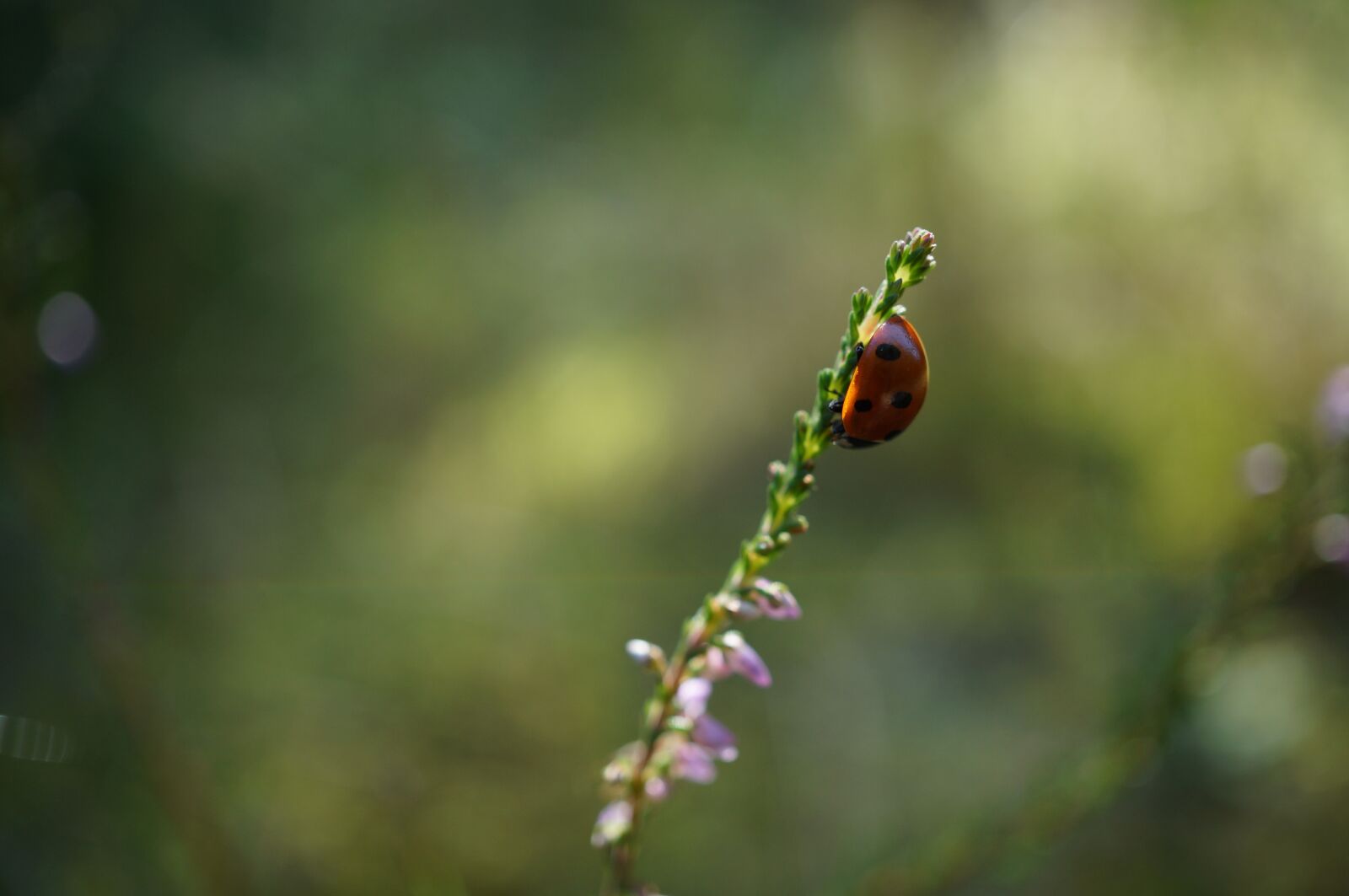 Sony E 30mm F3.5 Macro sample photo. Ladybug, flower, sun photography