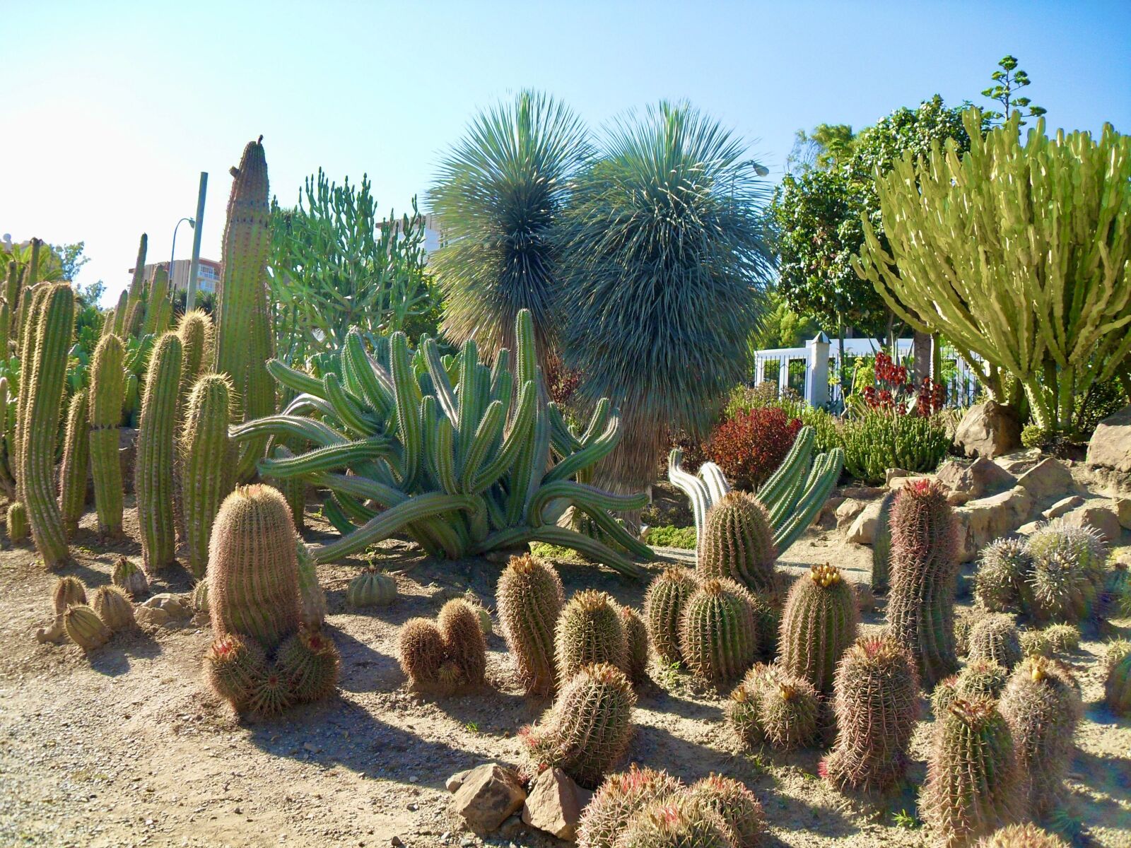 Samsung PL51 / VLUU PL51 /  SL203 sample photo. Cactus, trees, park photography