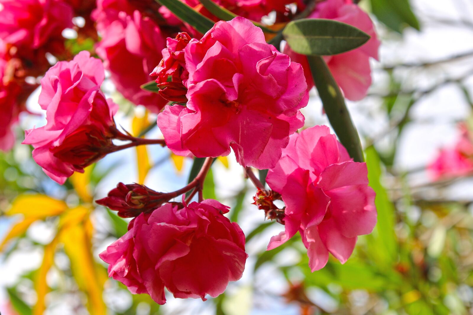 Canon EOS 70D sample photo. Flowers, nature, pink photography