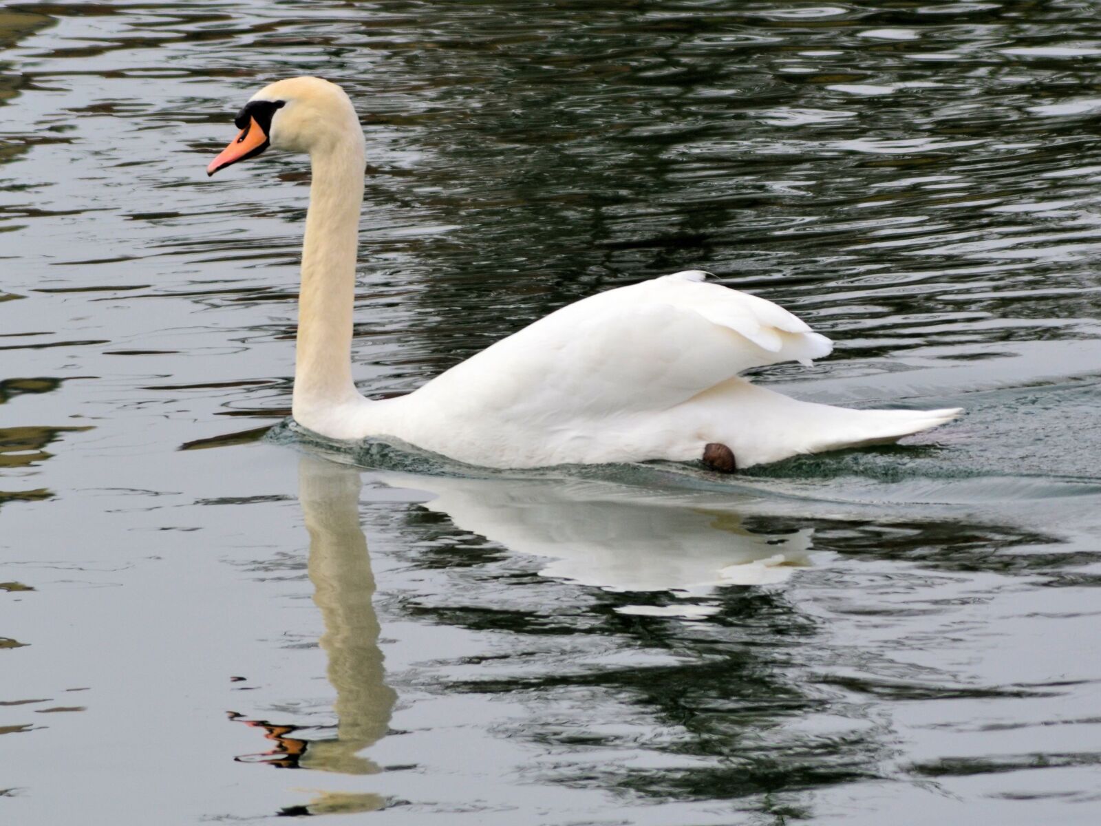 Nikon D3100 sample photo. Swan, bird, water photography