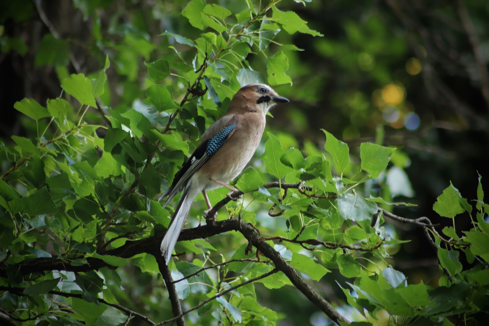 Canon EOS 800D (EOS Rebel T7i / EOS Kiss X9i) sample photo. Jay, songbird, raven bird photography