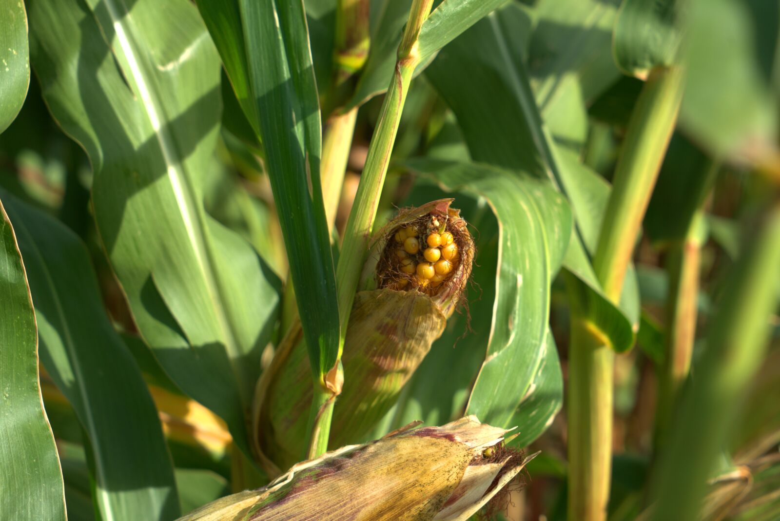 Sony a7 II + Sony Vario Tessar T* FE 24-70mm F4 ZA OSS sample photo. Corn, autumn, corn on photography