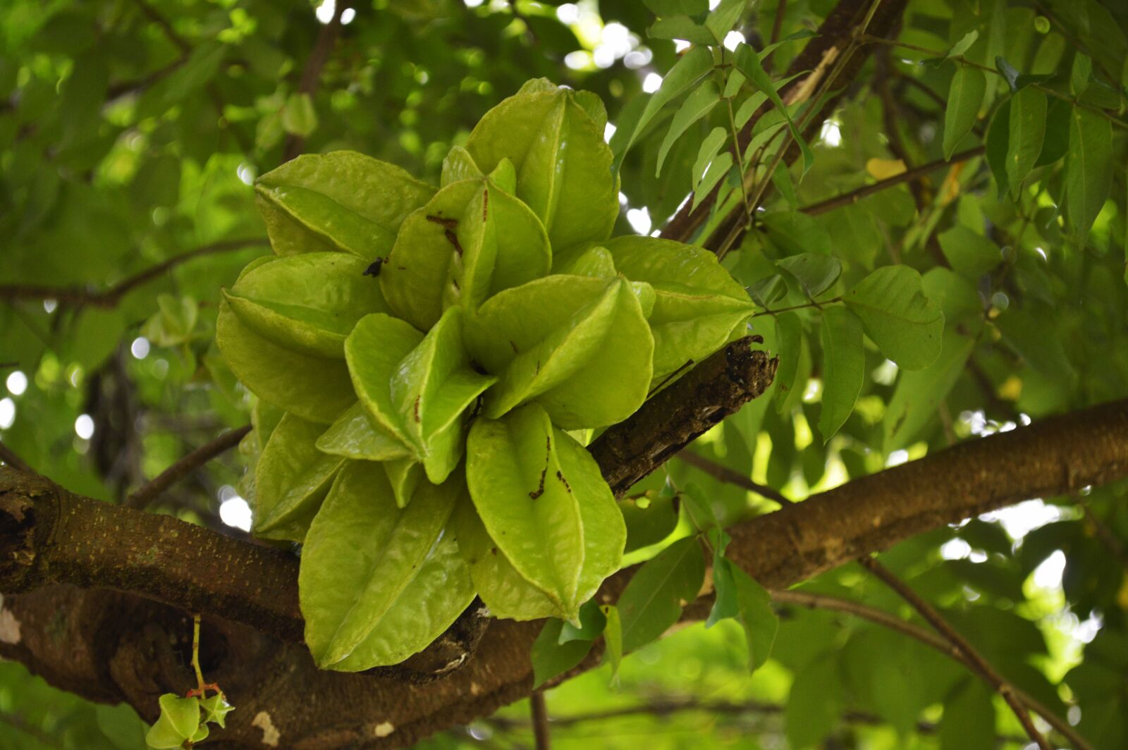 Nikon D3200 sample photo. Fruit, carambola, healthy photography