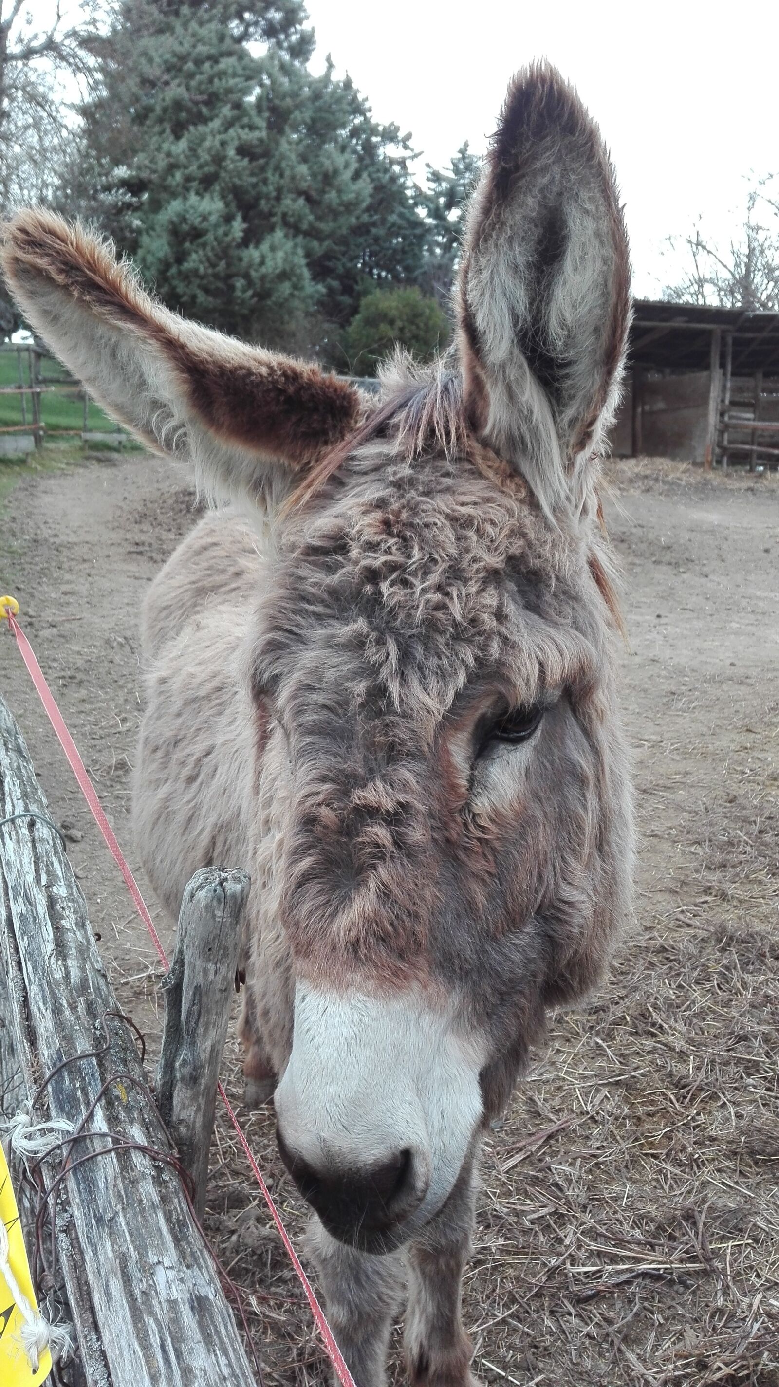 HUAWEI P8 Lite sample photo. Donkey, eyes, sweets photography