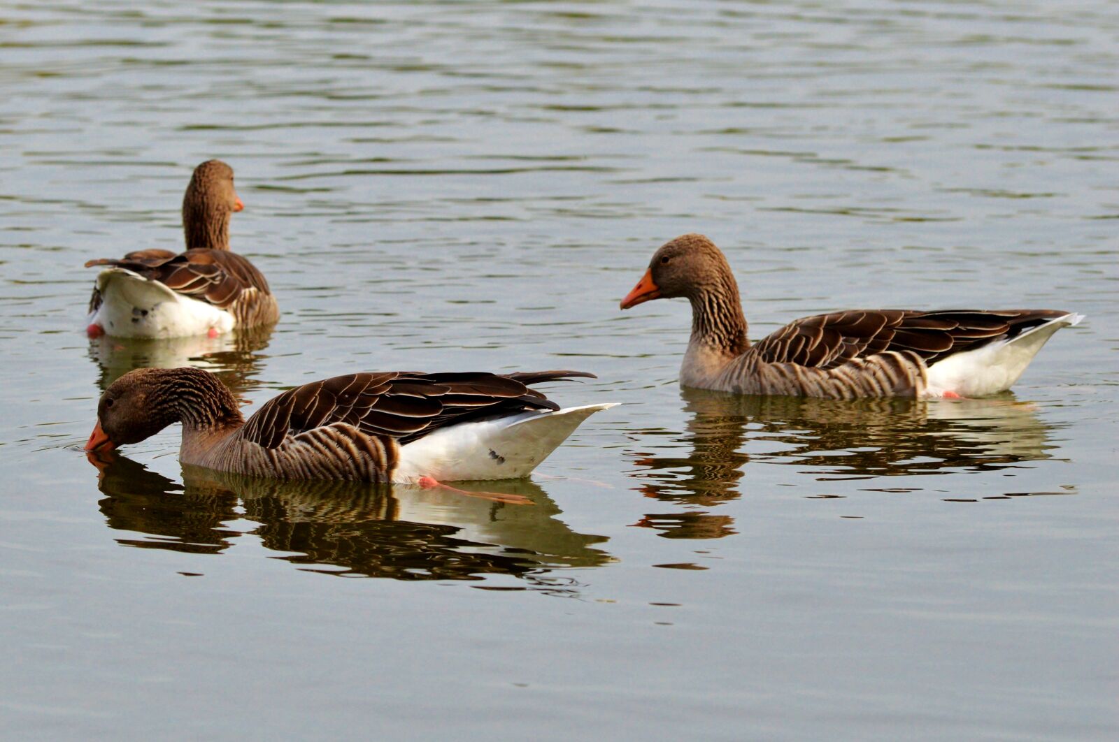 Nikon D3200 sample photo. Wild goose, goose, water photography