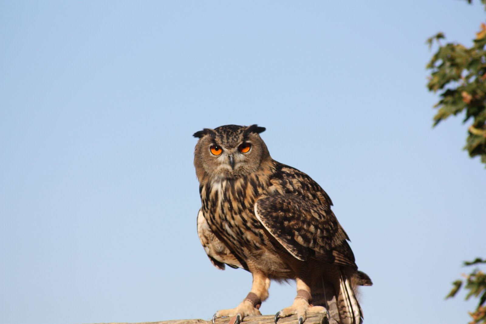 Canon EOS 450D (EOS Rebel XSi / EOS Kiss X2) sample photo. Nature, raptor, bird photography