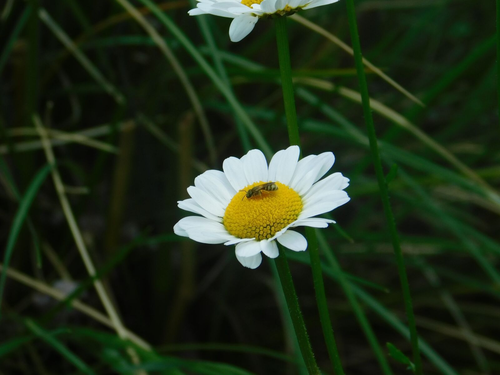 Nikon Coolpix B500 sample photo. Marguerite, chamomile, flower photography