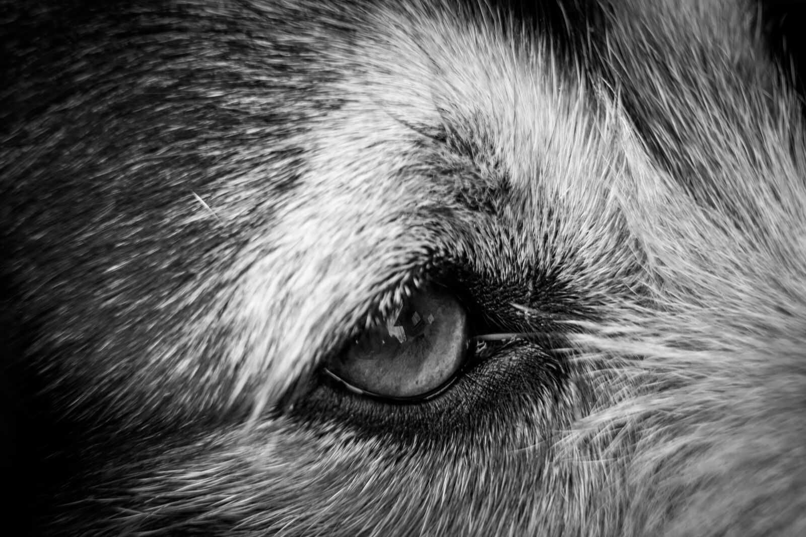 Fujifilm XF 55-200mm F3.5-4.8 R LM OIS sample photo. Dog, eye, closeup photography