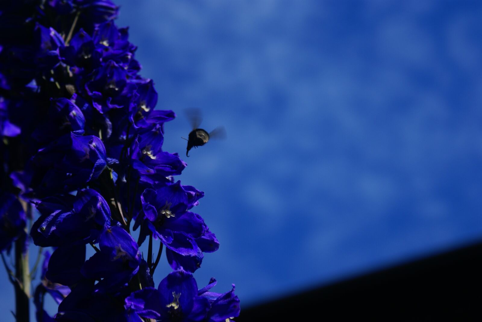 Sony Alpha DSLR-A100 sample photo. Bee, flower, nature photography