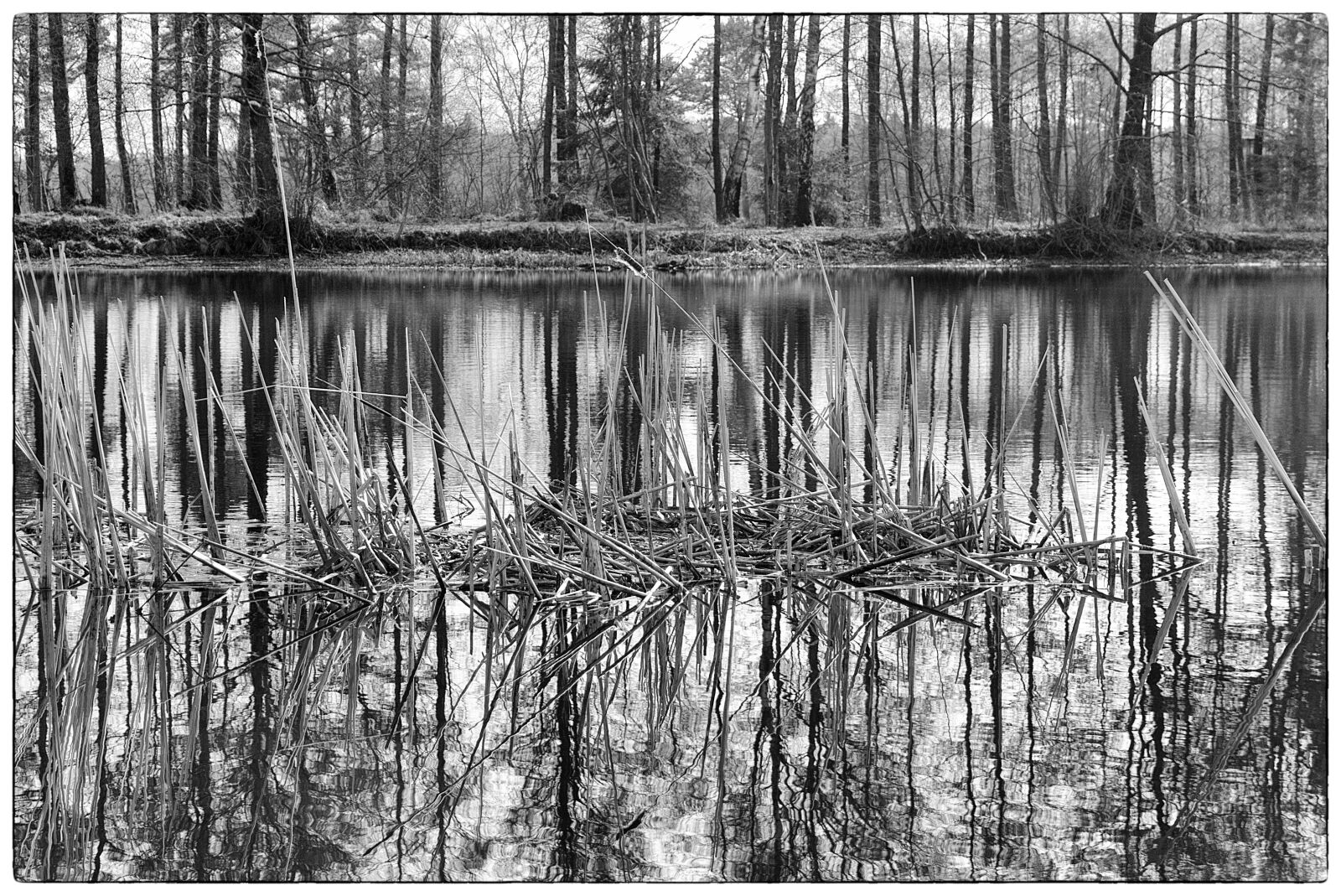 Sony a6000 sample photo. Black and white, forest photography