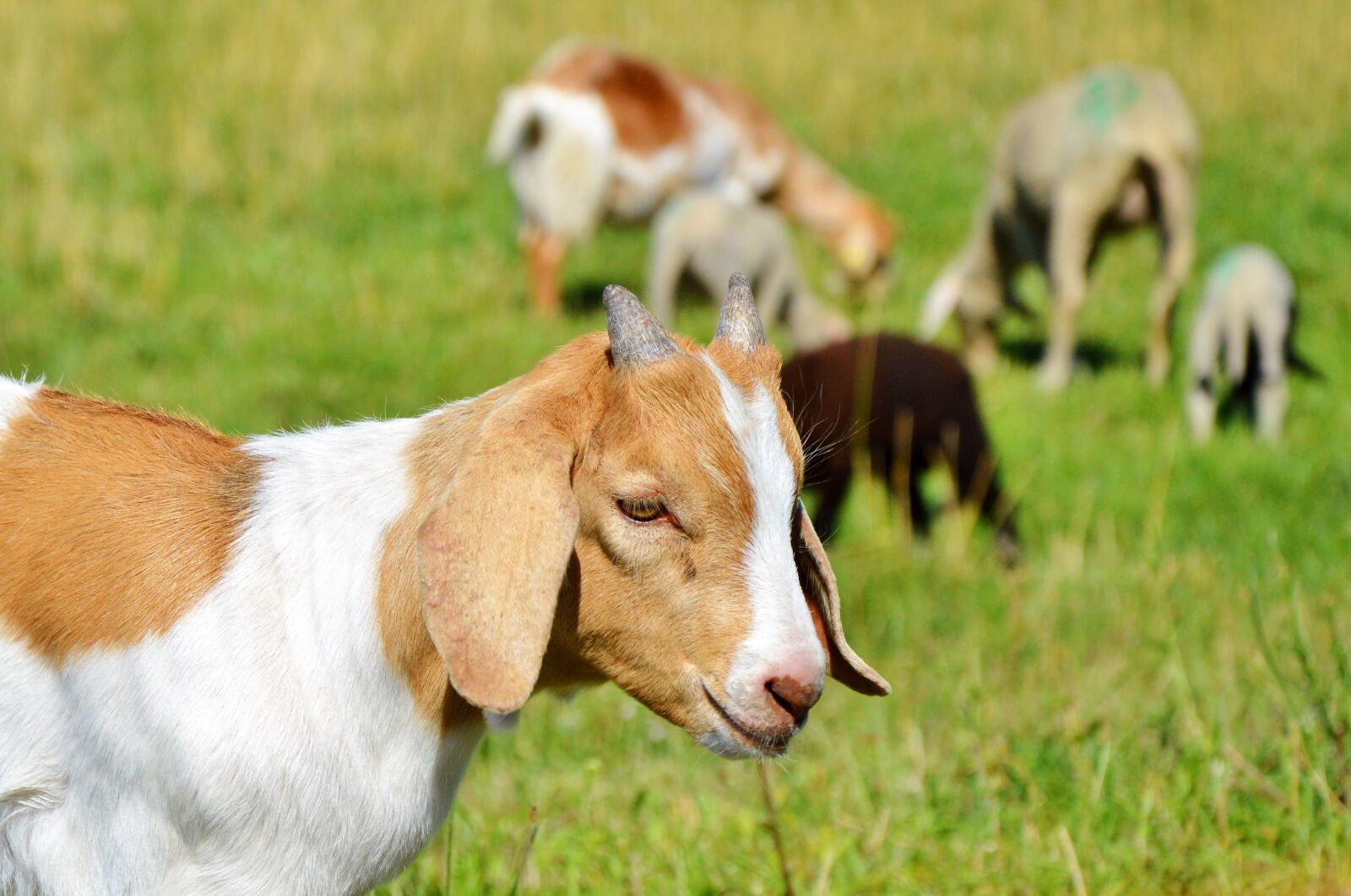 Nikon D3200 sample photo. Goat, prima donna, geiss photography