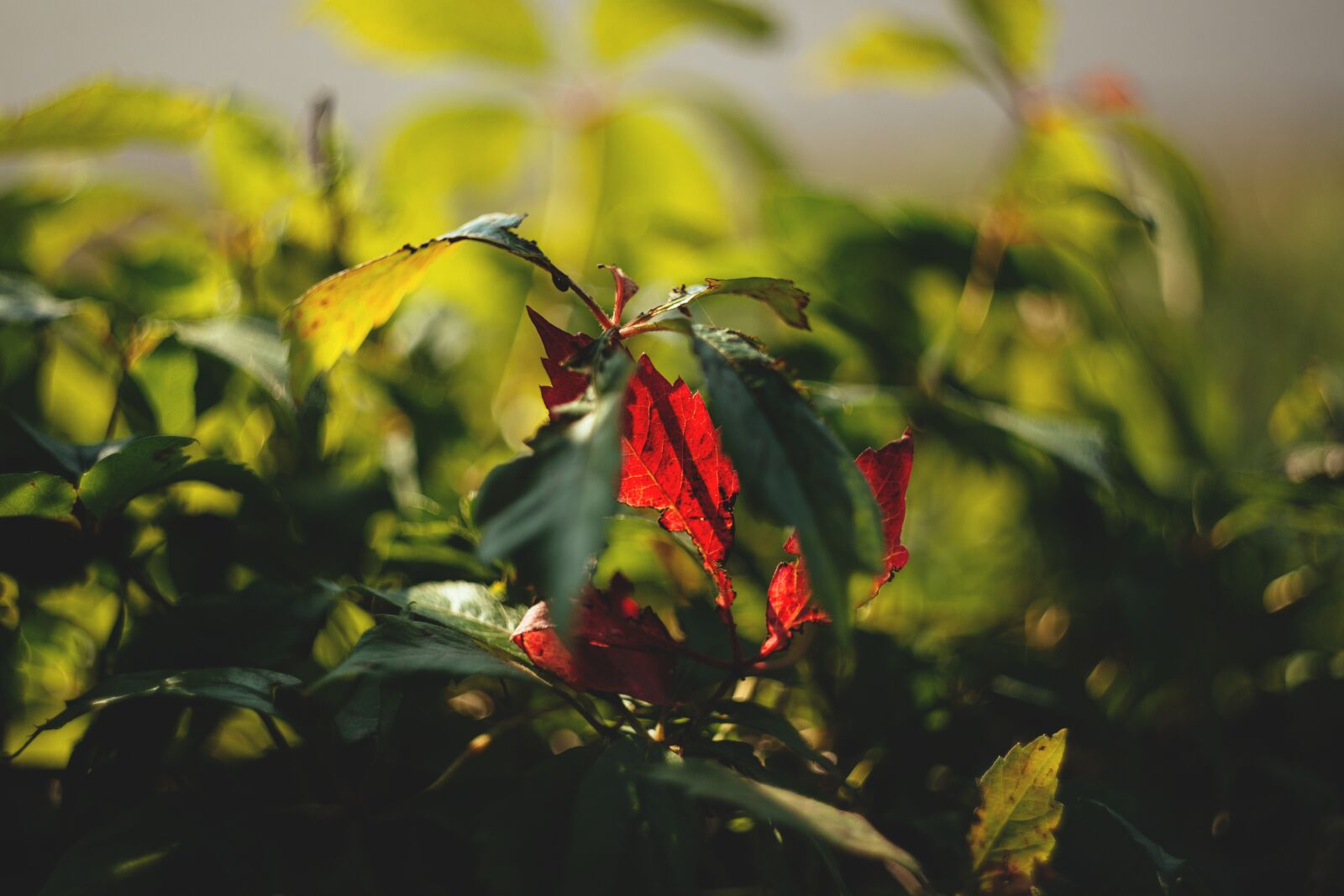 Canon EOS 6D sample photo. Nature, autumn, background photography