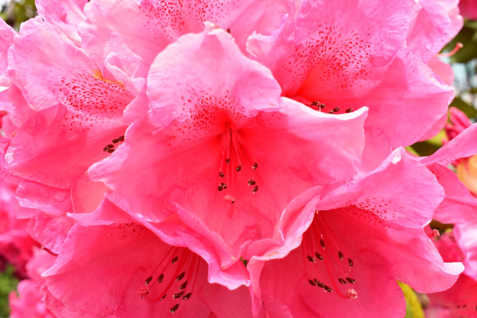 Nikon D5600 sample photo. Flowers, garden, pink photography
