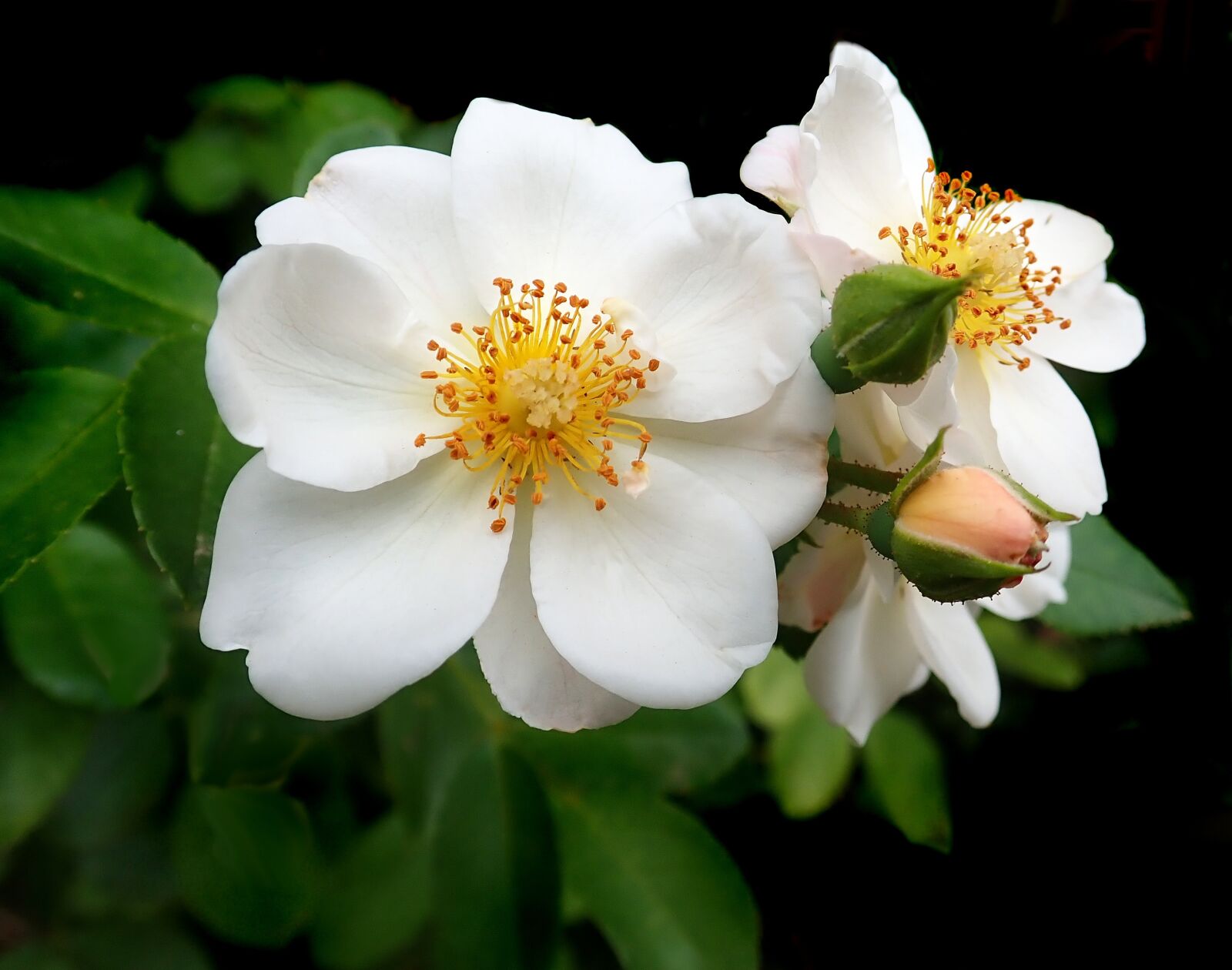 Olympus TG-5 sample photo. Flower, white, rose photography