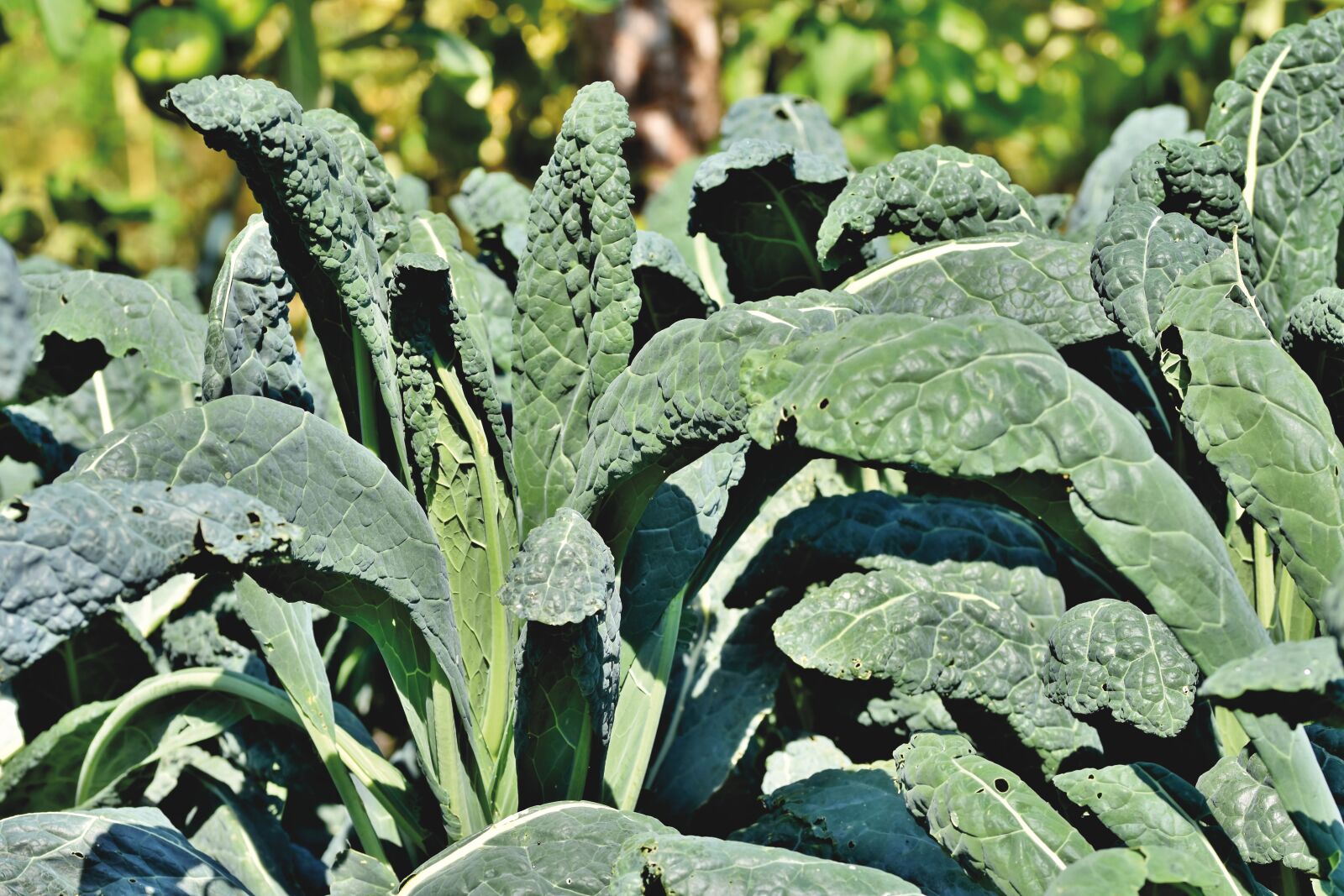 Nikon D7200 sample photo. Kale, kohl, vegetables photography