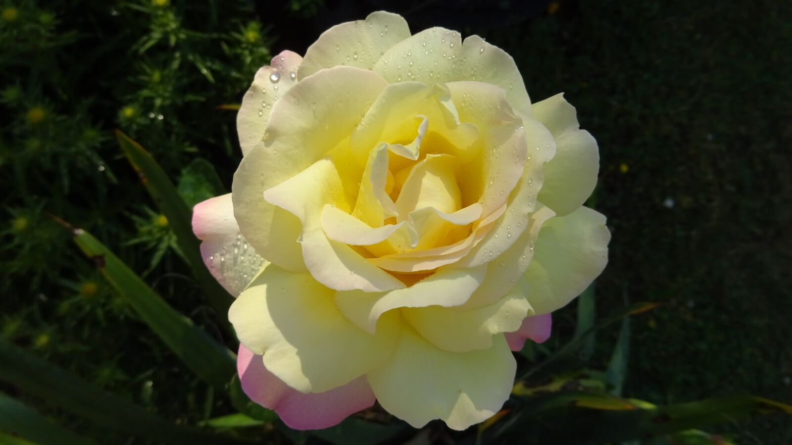 Sony Cyber-shot DSC-WX350 sample photo. Rose, rose yellow, yellow photography