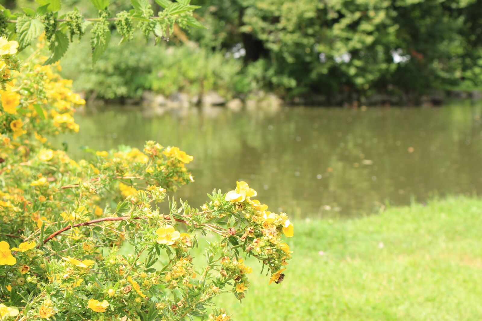 Canon EOS 700D (EOS Rebel T5i / EOS Kiss X7i) sample photo. Lake, nature, bank photography