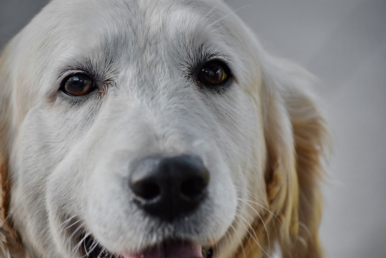 Nikon D5500 sample photo. Beautiful, dog, head, looking photography