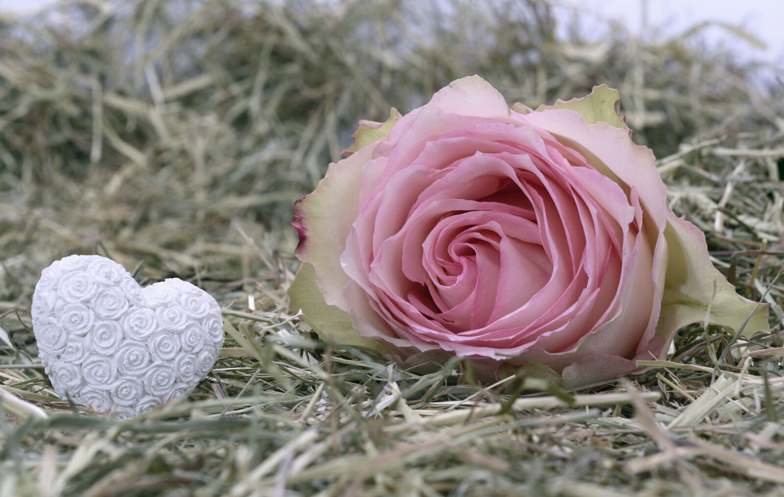 Nikon D7100 sample photo. Rose, pink, rose flower photography