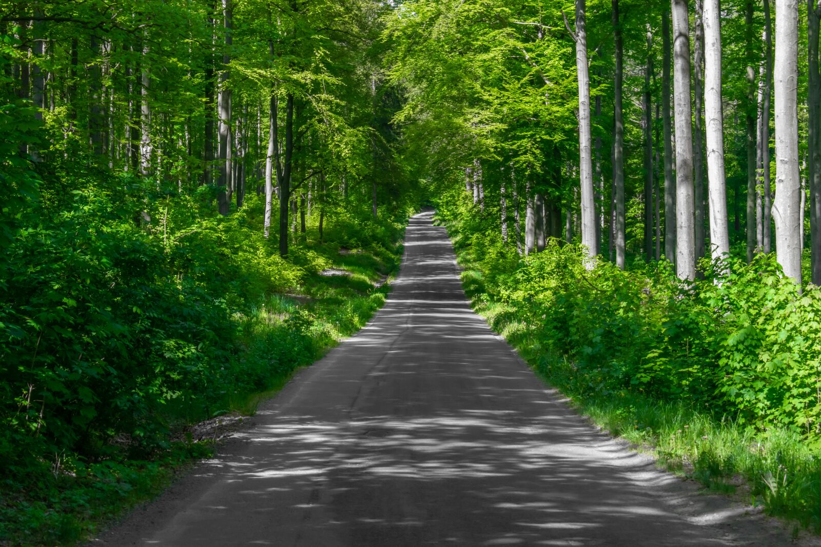 Nikon D5300 sample photo. Forest road, forest path photography