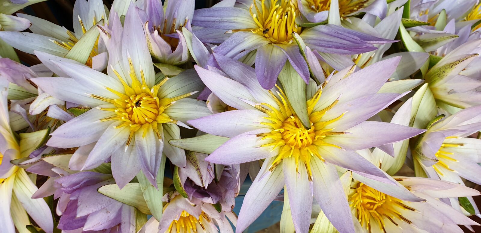 Samsung Galaxy S9 sample photo. Lotos, blüte, flower photography