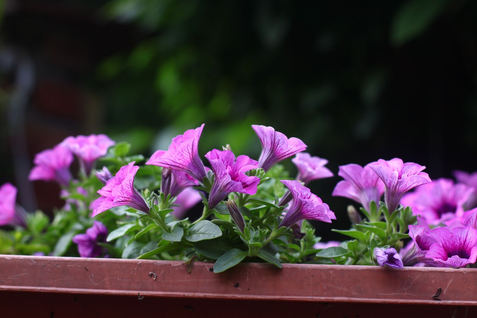 Canon EOS 500D (EOS Rebel T1i / EOS Kiss X3) sample photo. Flower, potted plants, natural photography
