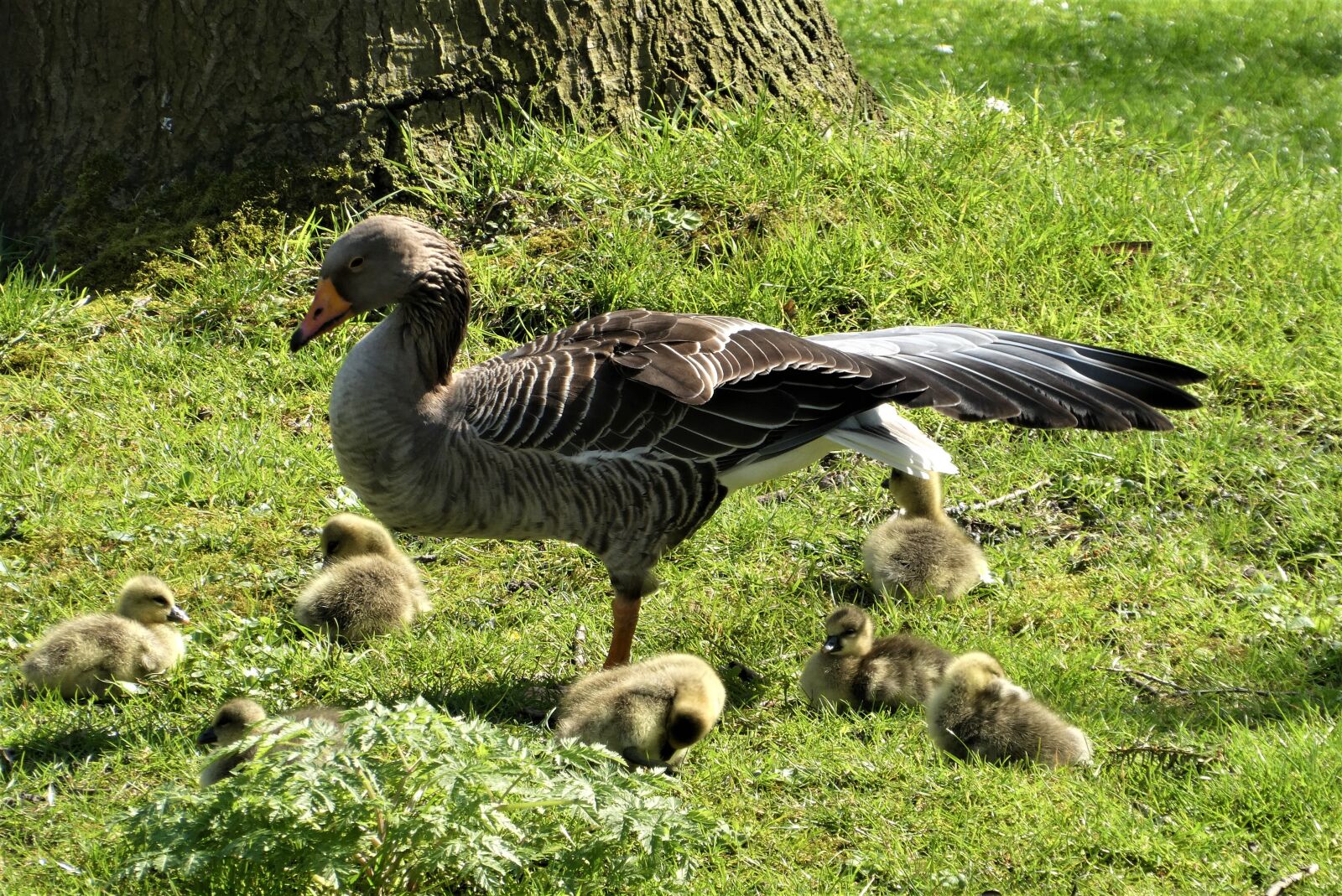 Panasonic Lumix DC-ZS70 (Lumix DC-TZ90) sample photo. Geese, chicks, moedergans photography