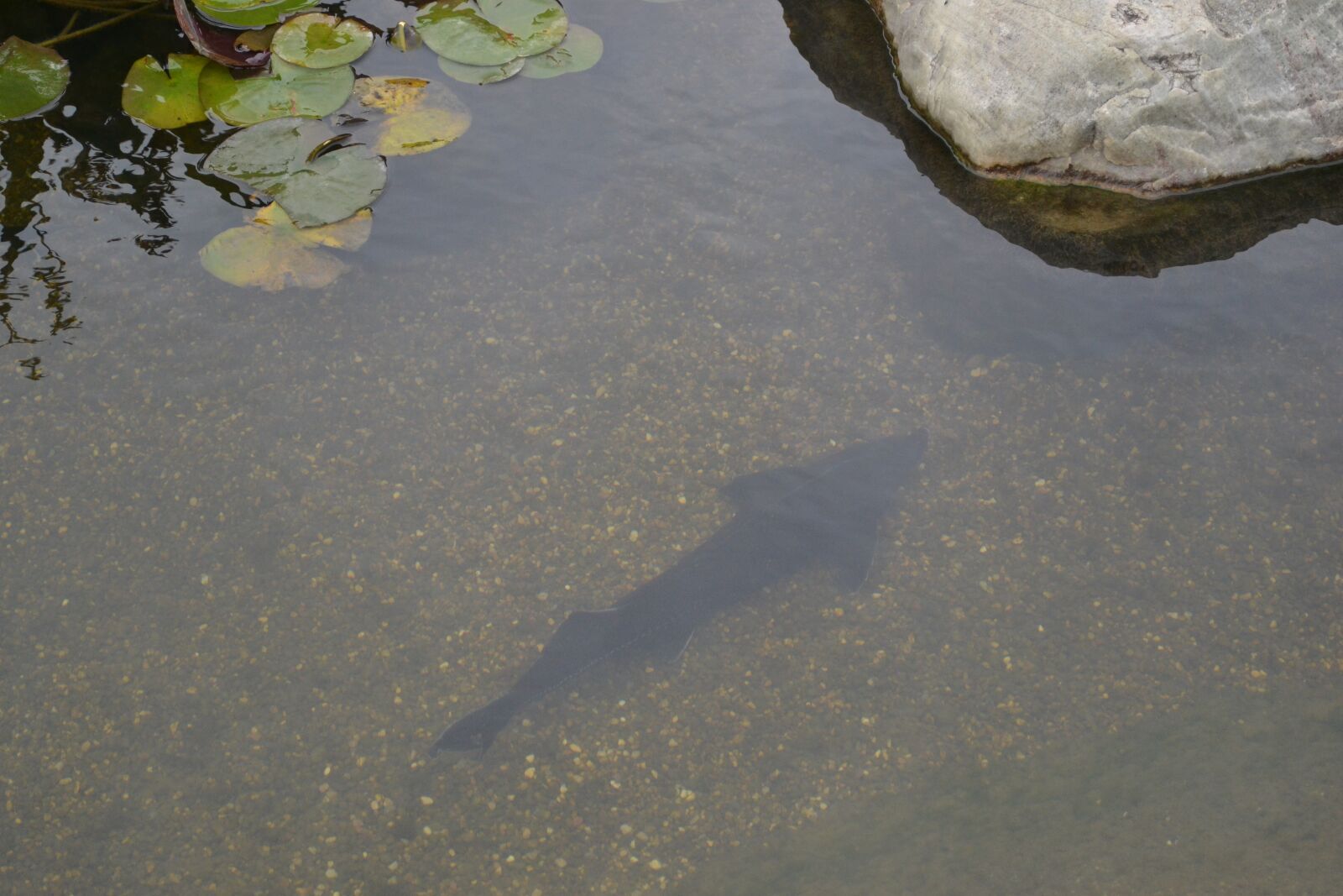 Nikon D3100 sample photo. Fish, stone, water lilies photography