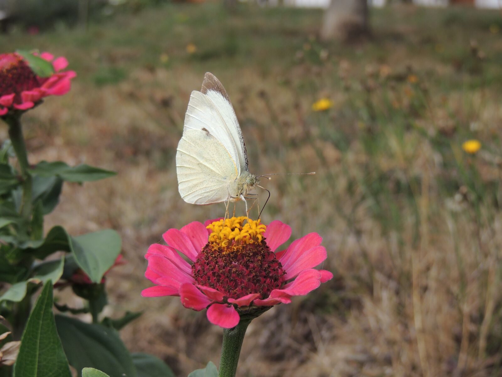 Nikon Coolpix P510 sample photo. Butterfly, insect, bolboreta photography
