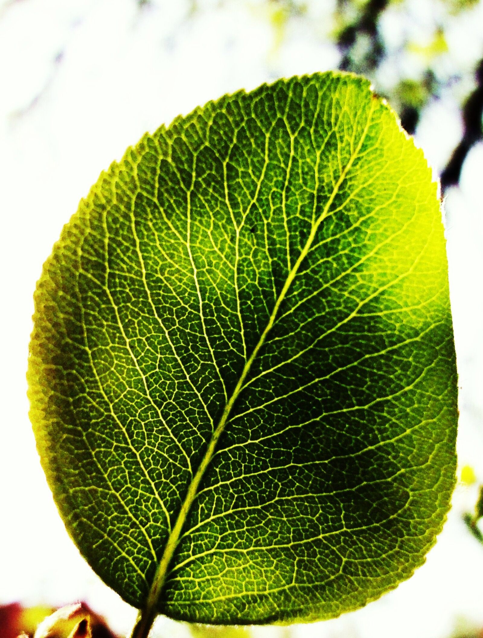 Sony Cyber-shot DSC-WX1 sample photo. Green, leaf, sun photography