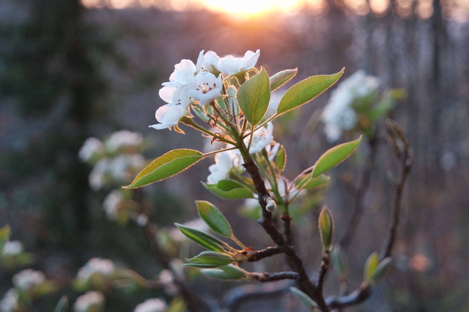 Samsung NX3000 sample photo. Pear tree blossoms, blossom photography