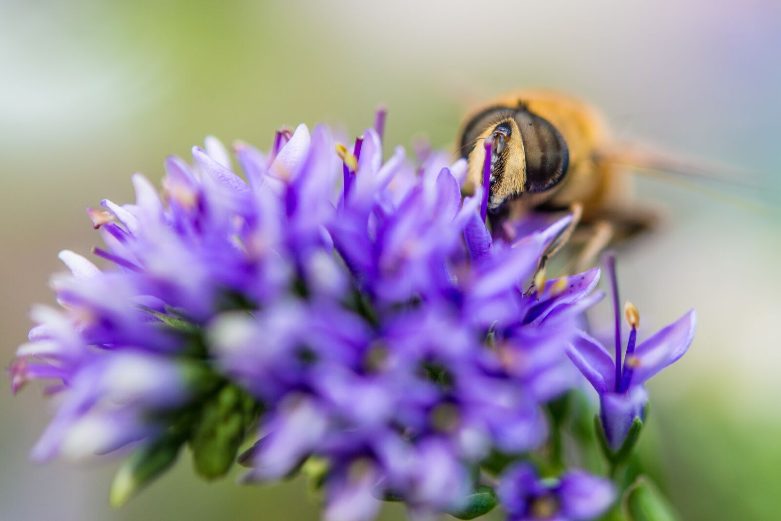Nikon D600 sample photo. Bee, flower, macro photography