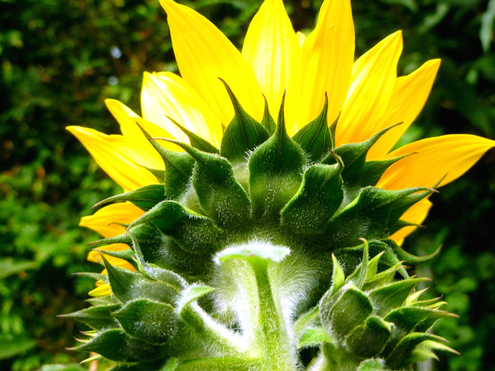 Panasonic DMC-FS37 sample photo. Sunflower, flowers, bud photography