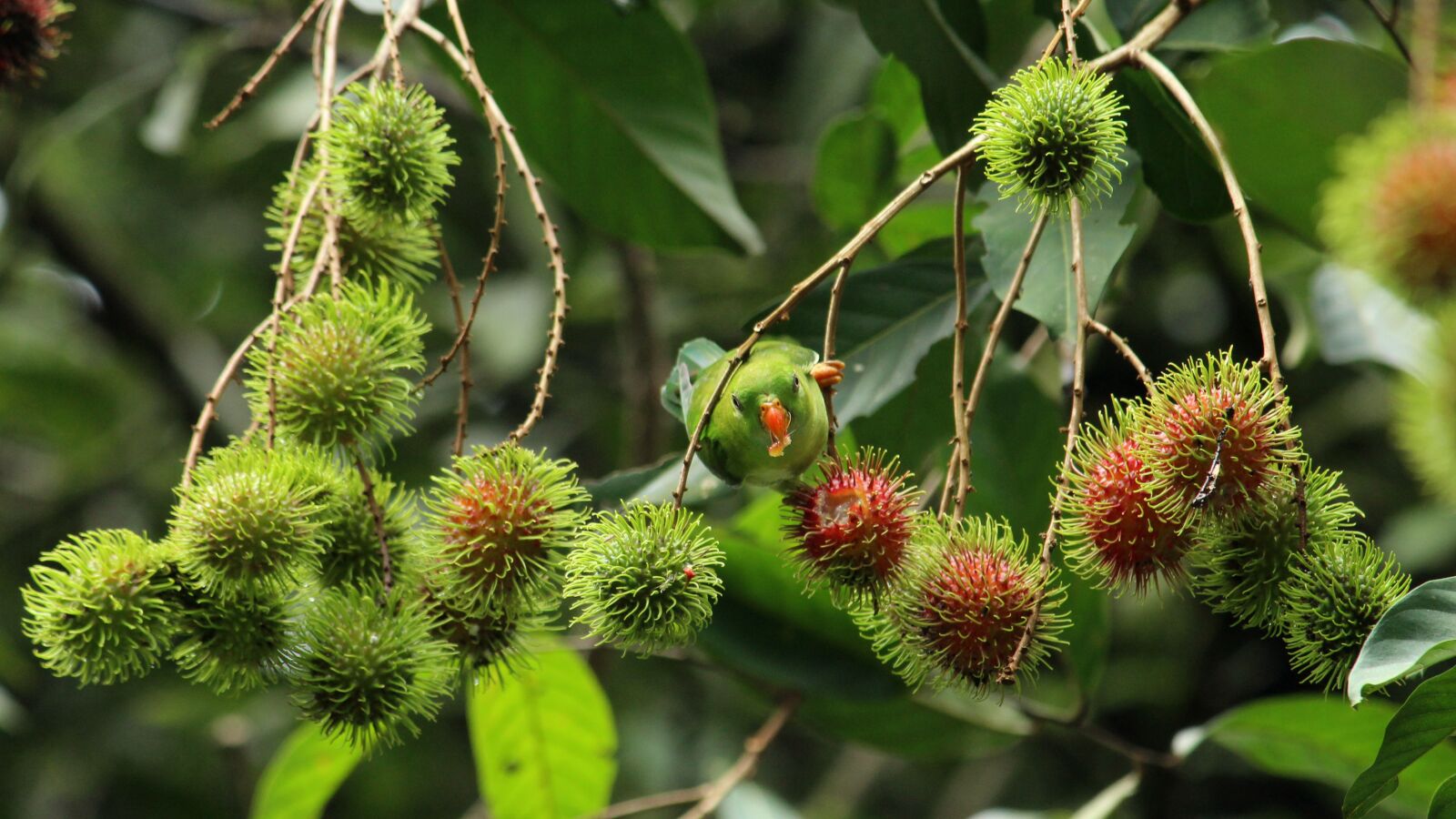 Canon EOS 1300D (EOS Rebel T6 / EOS Kiss X80) sample photo. Kerala, india, vernal hanging photography