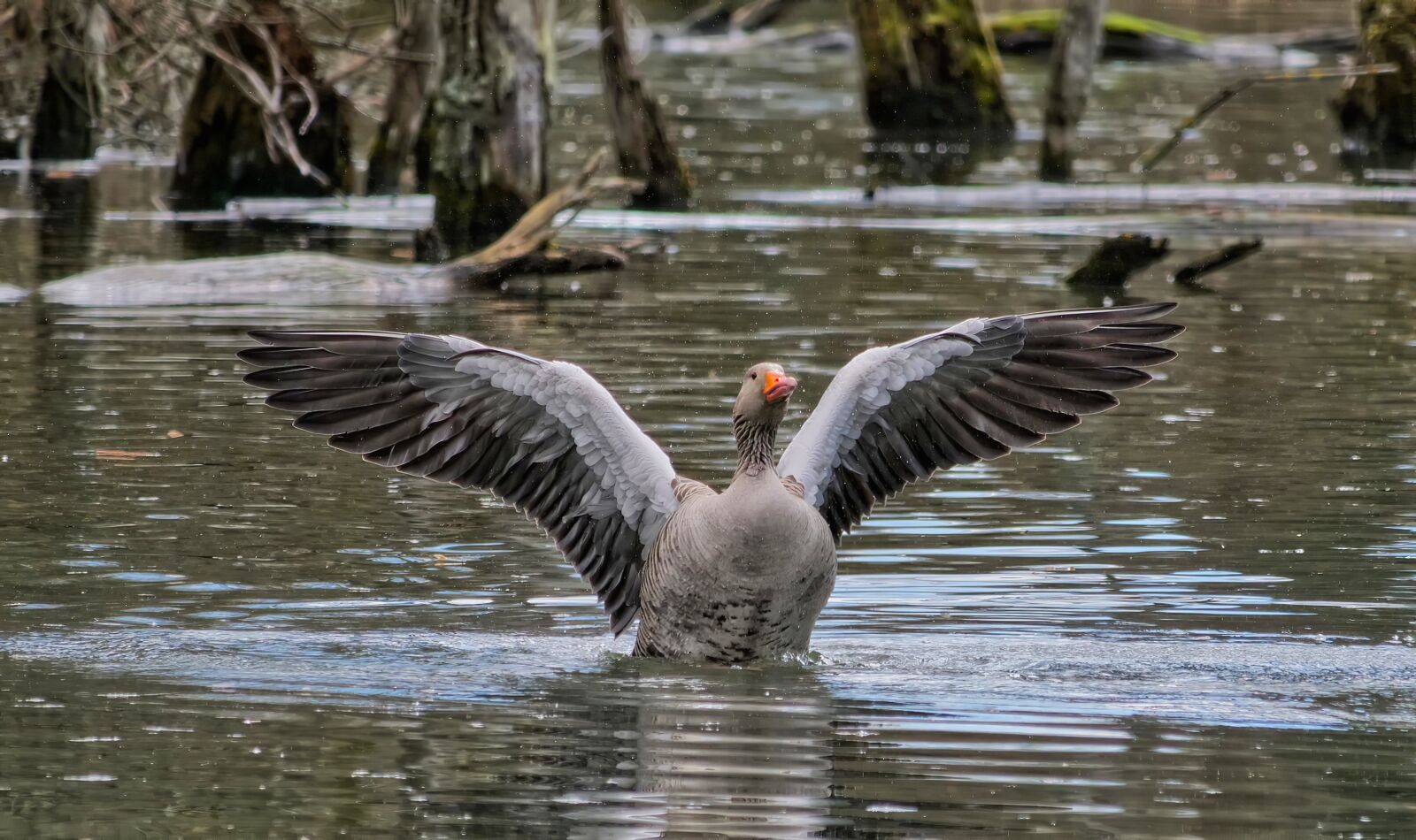Panasonic Lumix DC-G9 sample photo. Goose, goose on the photography