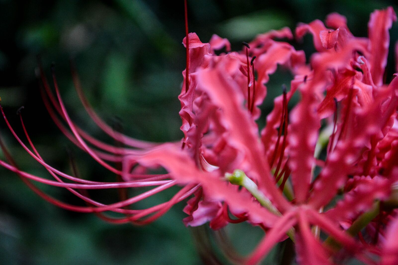 Nikon D5200 sample photo. Amaryllis, red, flowers photography