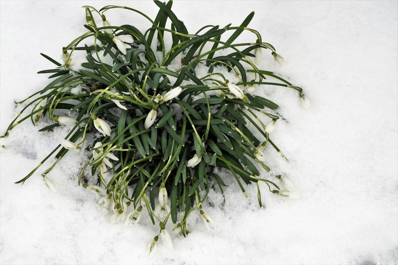 Sony SLT-A58 sample photo. Snowdrops, cluster, frozen photography