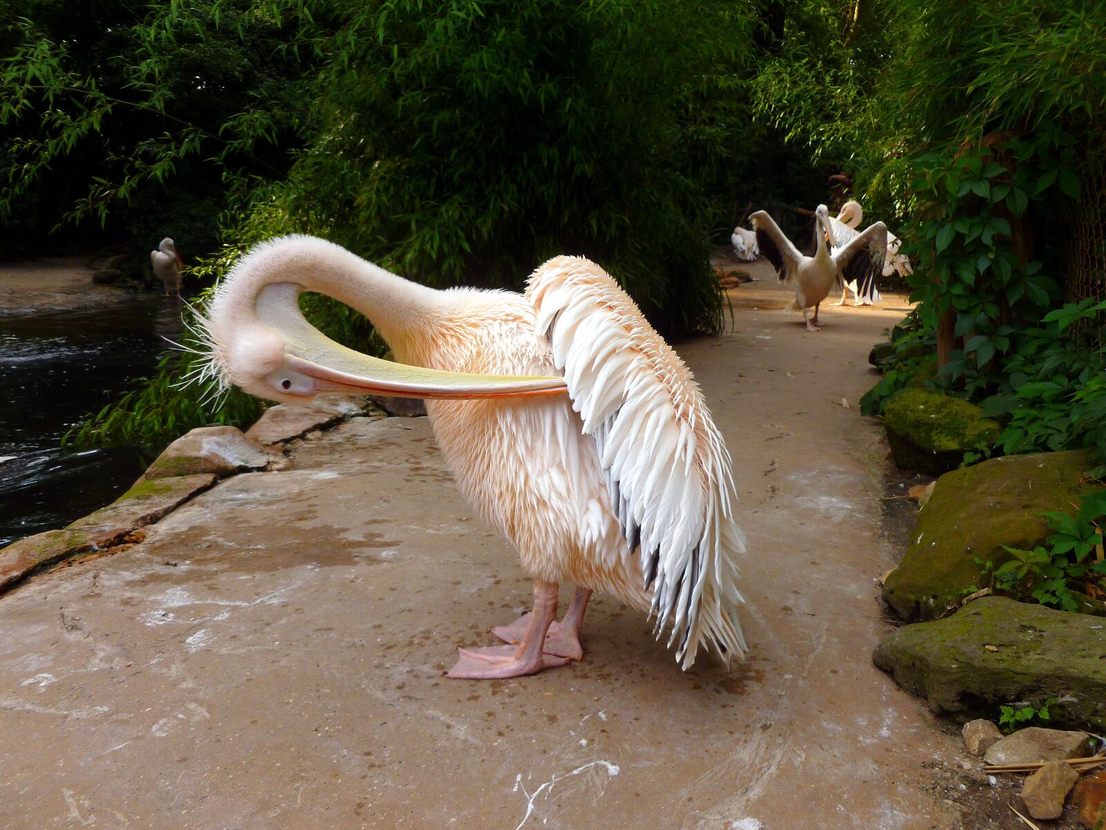 Panasonic DMC-FS37 sample photo. Pelikan, white pelican, water photography