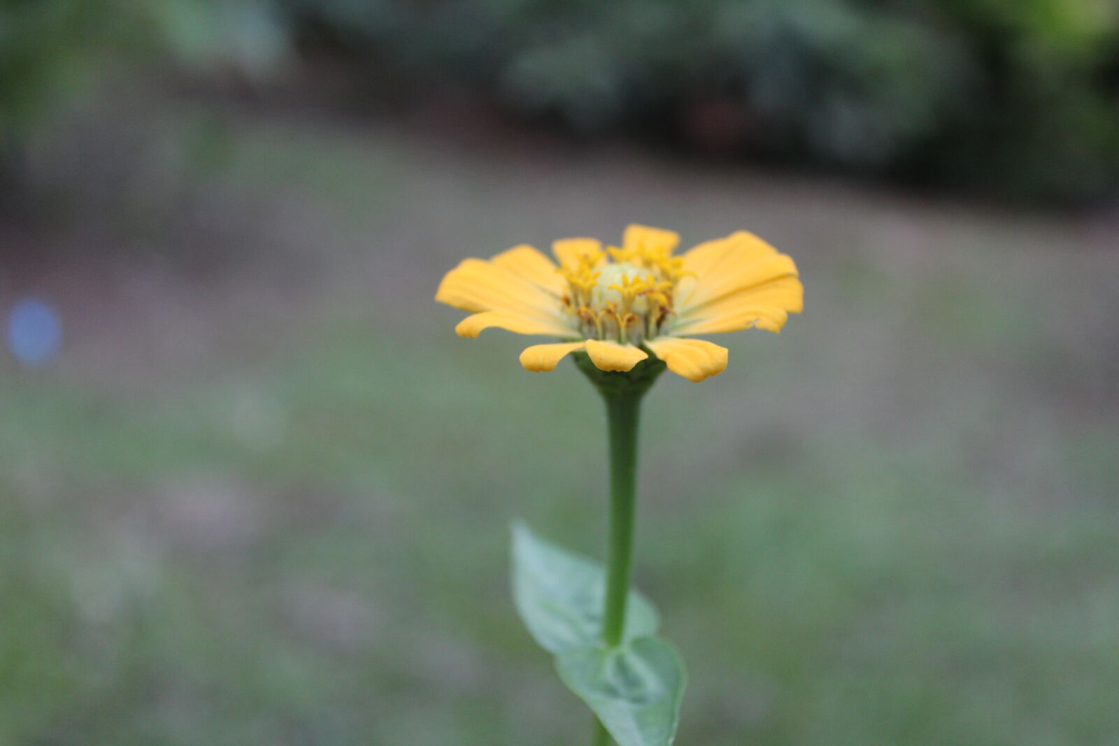 Canon EOS 1200D (EOS Rebel T5 / EOS Kiss X70 / EOS Hi) sample photo. Close, up, of, yellow photography