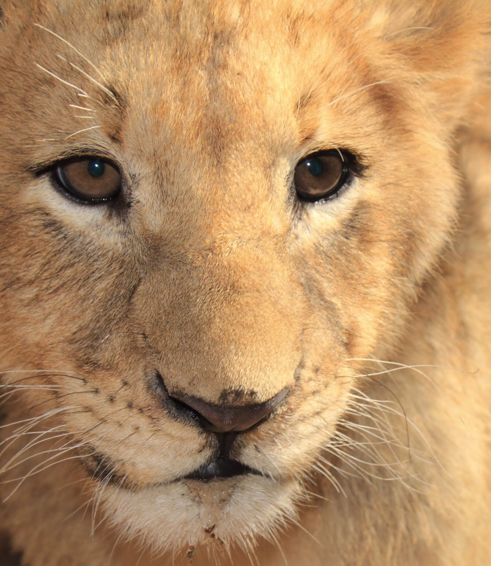 Canon EOS 1300D (EOS Rebel T6 / EOS Kiss X80) sample photo. Lion cub, big 5, lion photography