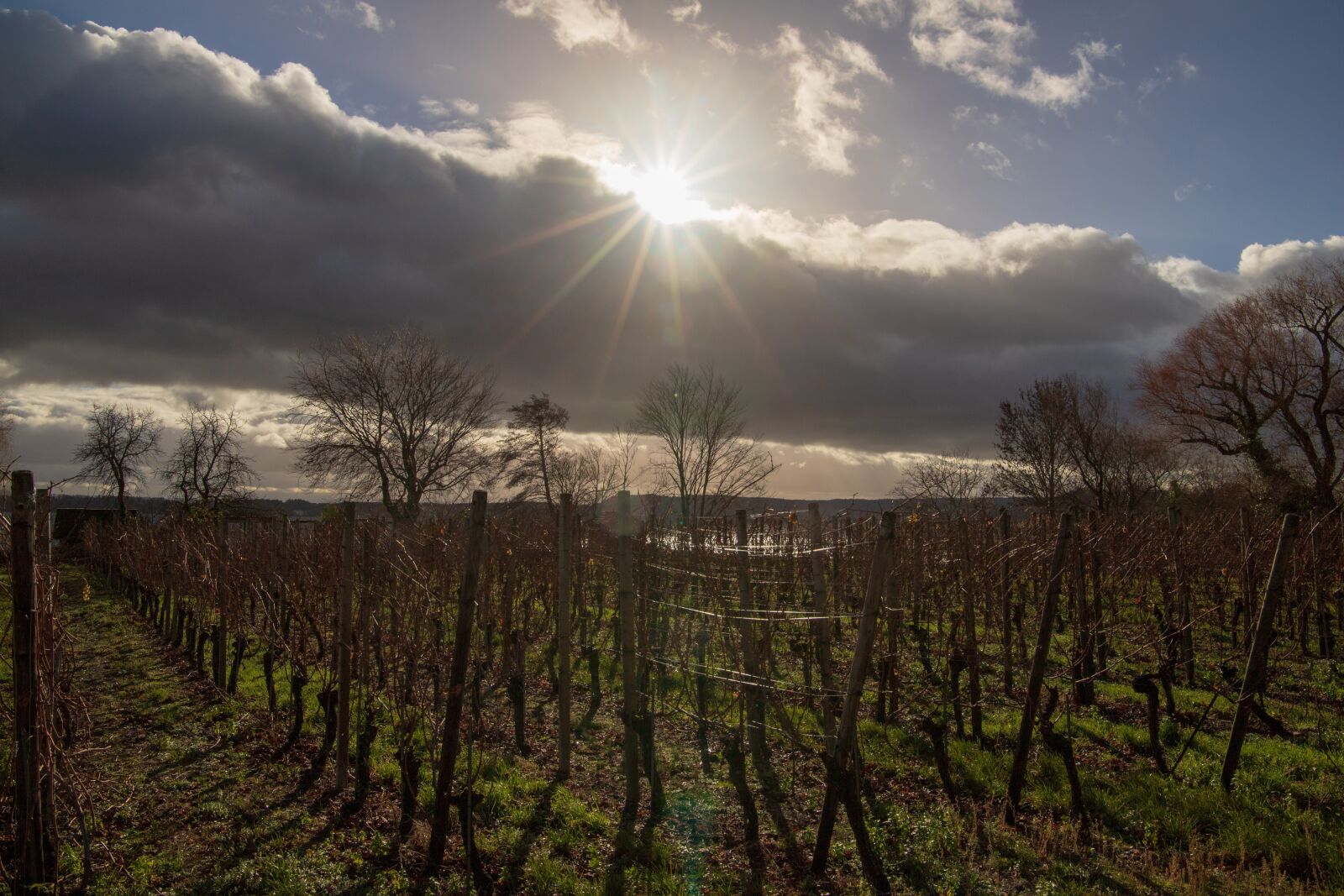 Canon EOS 6D Mark II sample photo. Sun, vineyard, nature photography