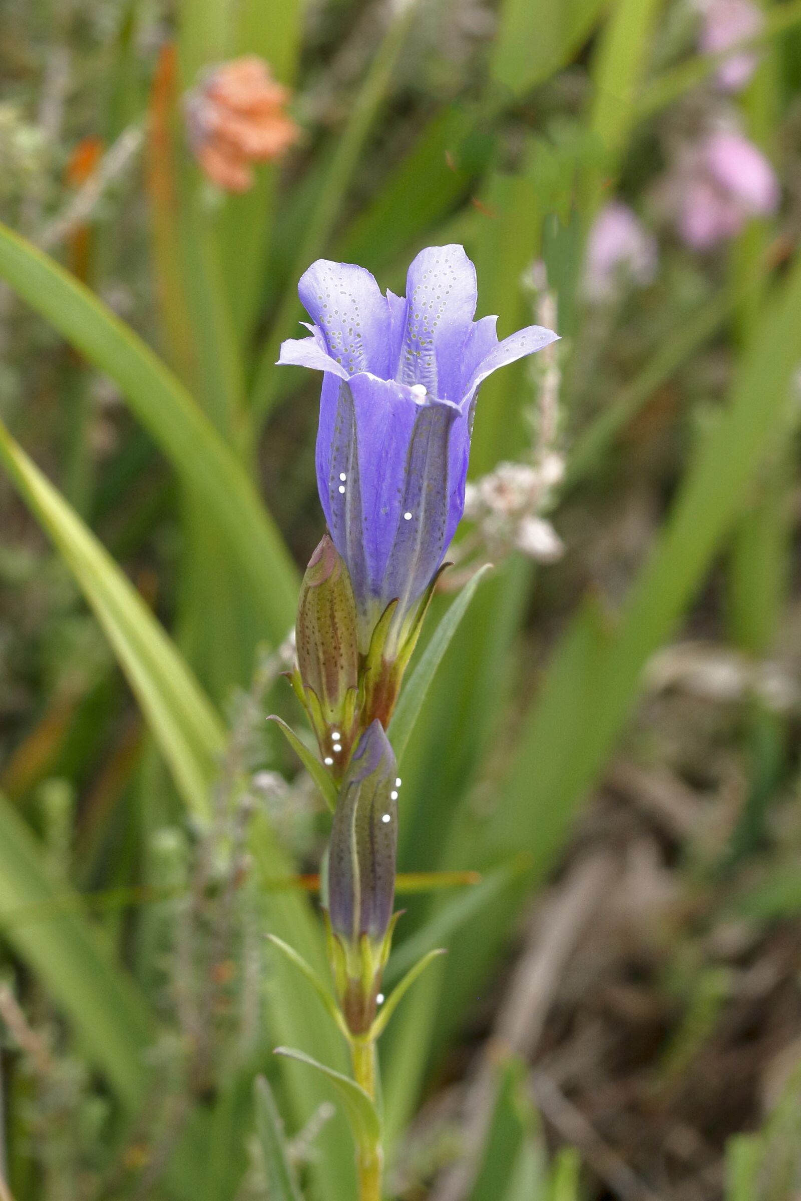 Canon EOS 760D (EOS Rebel T6s / EOS 8000D) sample photo. Gentian, klokkeensian, flower photography